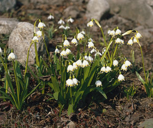Byliny przedwiośnia