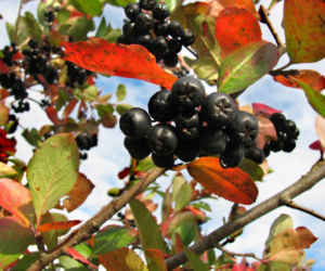 aronia