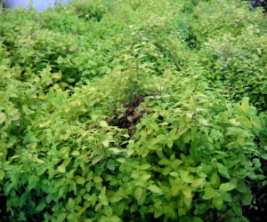 Tawuła japońska 'Golden Carpet'