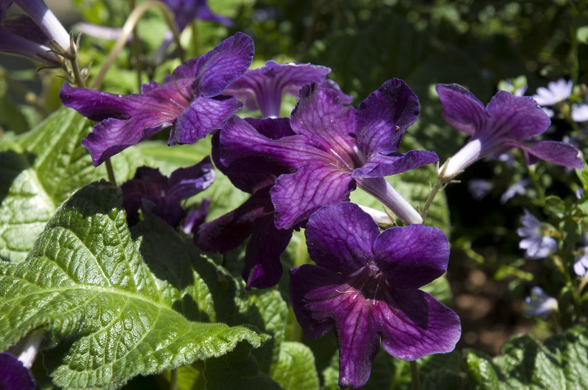 1. Skrętnik (Streptocarpus)
