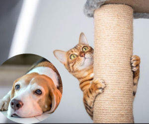 Zdrowie zaczyna się od miski! Maxi Zoo i Royal Canin wspólnie o specjalistycznym żywieniu zwierząt