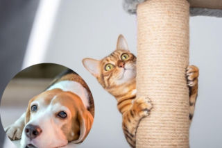 Zdrowie zaczyna się od miski! Maxi Zoo i Royal Canin wspólnie o specjalistycznym żywieniu zwierząt