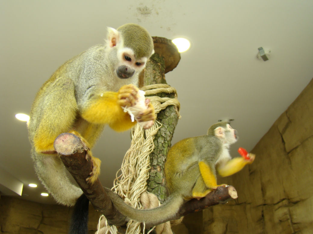 Zoo w Chorzowie ma nowe pawilony
