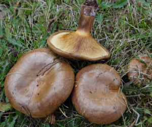 Olszówka