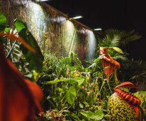 Atak Gigantów oraz Światowa wystawa orchidei, bonsai i sukulentów
