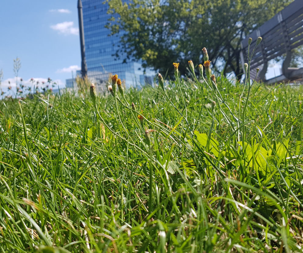 Miasto ogranicza koszenie trawy 