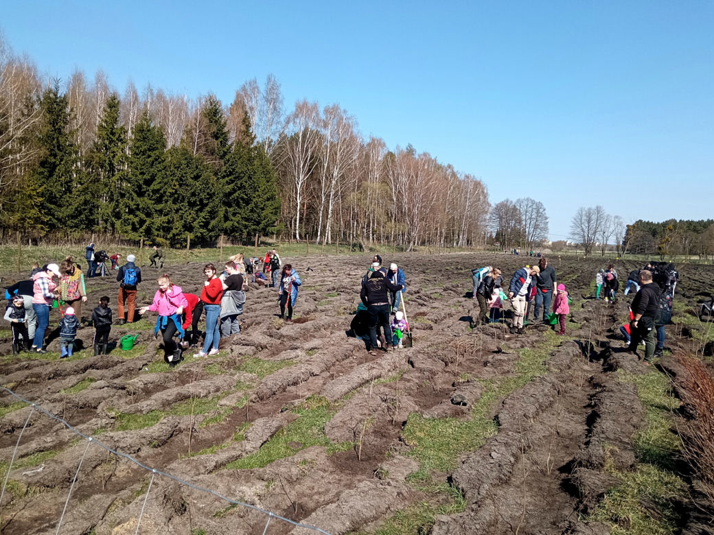 Akcja "Grudziądzanie sadzą las"!