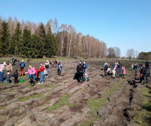Akcja Grudziądzanie sadzą las!