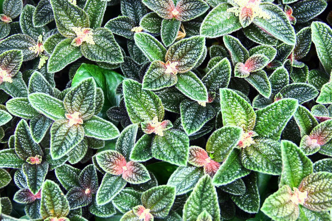 Pilea involucrata. Kwiat przyjaźni, który pięknie wygląda w każdym wnętrzu