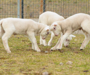 Nowe jagnięta w Zwierzętarni ZUT