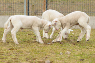 Nowe jagnięta w Zwierzętarni ZUT