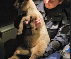 Policjanci dostali wezwanie w nocy. Po ulicach miasta przechadzała się mała owieczka