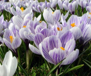 krokusy
