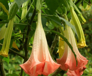 datura