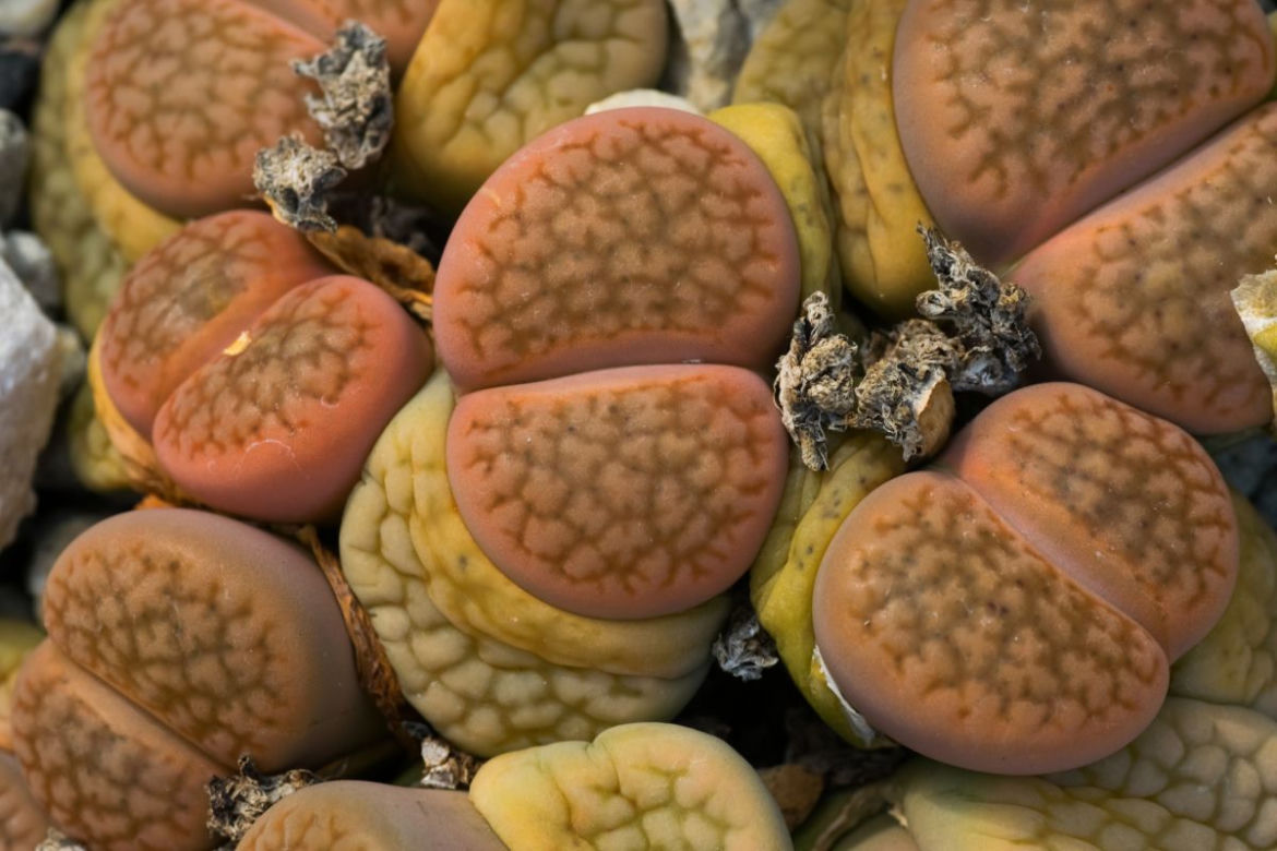 Lithops