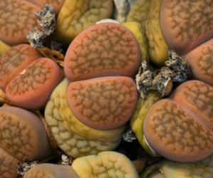 Lithops