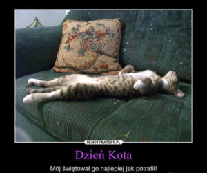 Dzień Kota 2021. Rasowe, dachowce, małe i duże. Dziś KOTY mają swoje święto [MEMY]