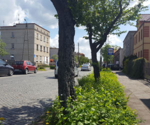 Do wycięcia? Drzewa na Święciechowskiej w Lesznie ponumerowane