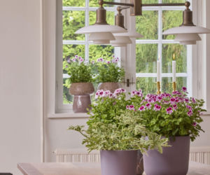 Pelargonie w wielkanocnych dekoracjach