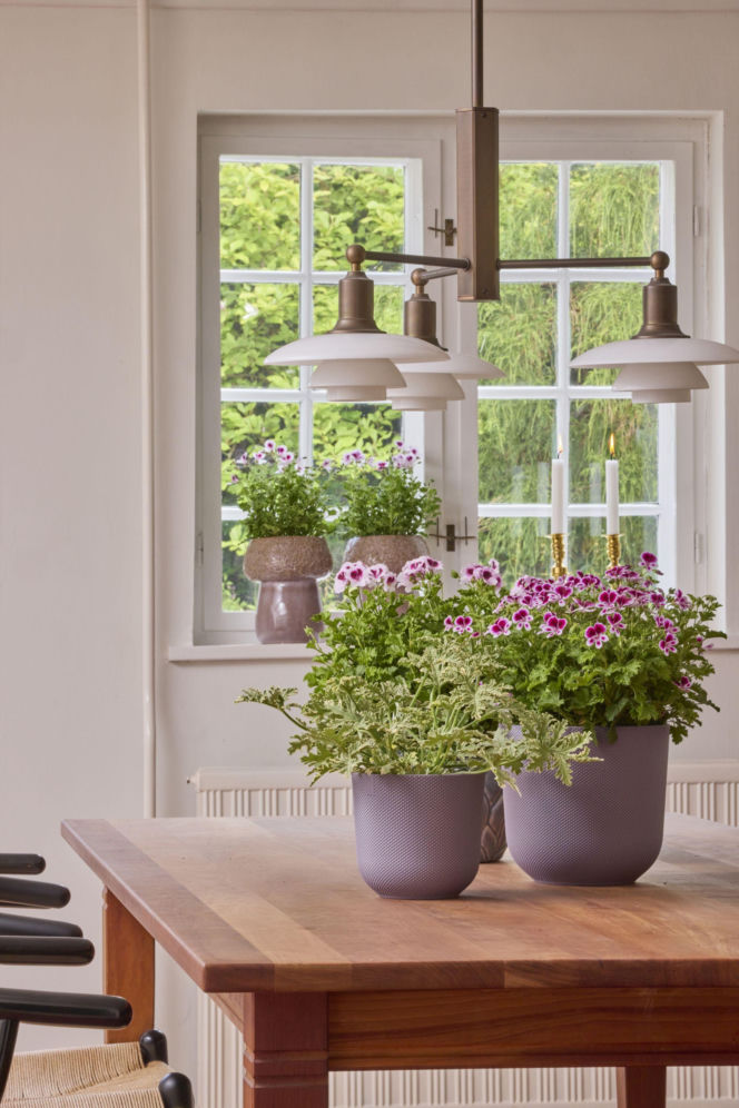 Pelargonie w wielkanocnych dekoracjach