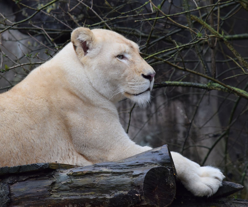 Dramatyczne sceny rozegrały się na wybiegu dla białych lwów w zoo w Borysewie