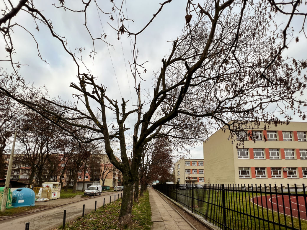 Drzewa na ulicy Socjalnej w Łodzi