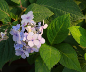 Hortensja piłkowana