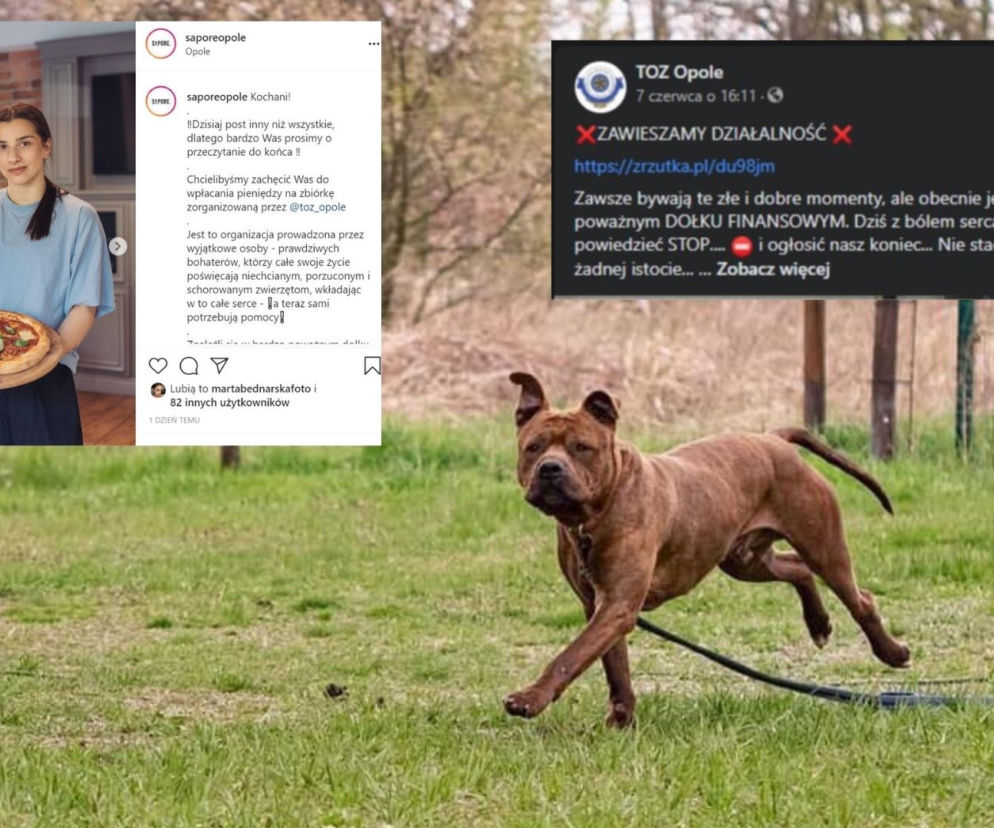 Opole: Towarzystwo Opieki Nad Zwierzętami ma poważne problemy. Zaległe faktury i zadłużenia w tysiącach. Niezwykła inicjatywa lokalnej pizzerii