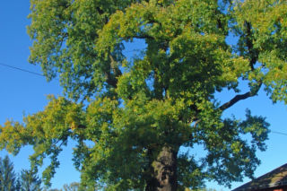 To najmłodsze miasto w woj. podkarpackim