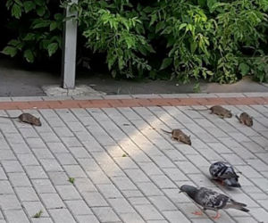 Plaga Szczurów na Międzynarodowej
