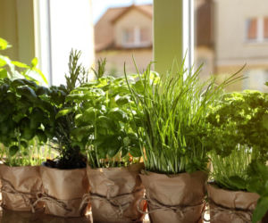 Zioła w domu: sprawdzone sposoby na zimową uprawę