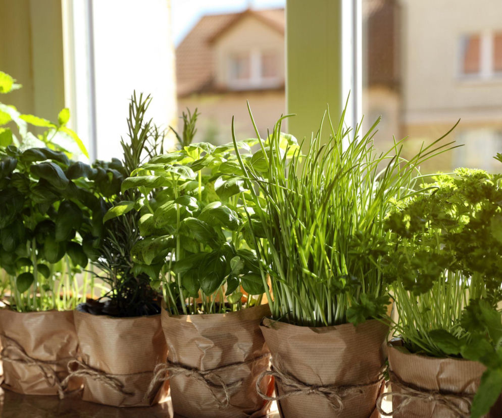 Zioła w domu: sprawdzone sposoby na zimową uprawę