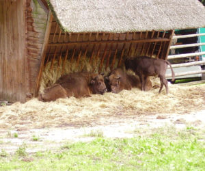 żubry