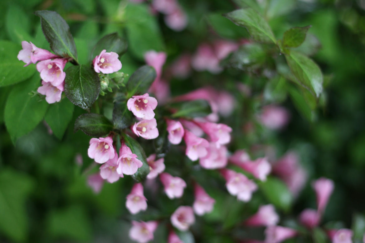 Krzewuszka cudowna 'Nana Purpurea' 
