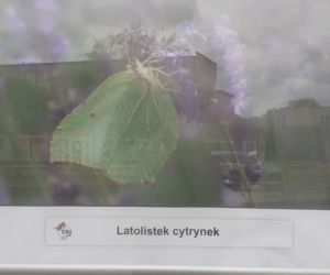 Wystawa zdjęć motyli i ciem w iławskiej Galerii Jazzowej