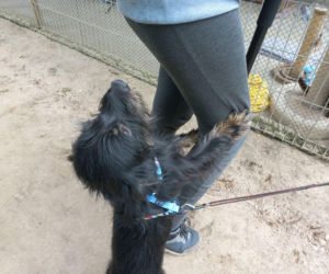 Przybyło psów w schronisku w Henrykowie koło Leszna. Ilość zatrważająca