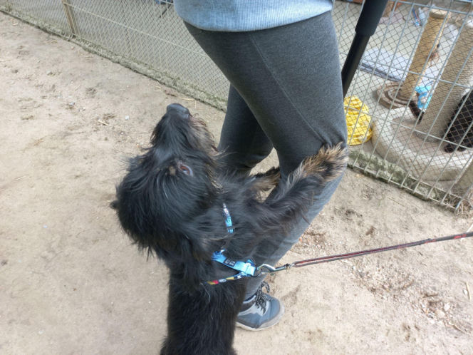 Przybyło psów w schronisku w Henrykowie koło Leszna. "Ilość zatrważająca"