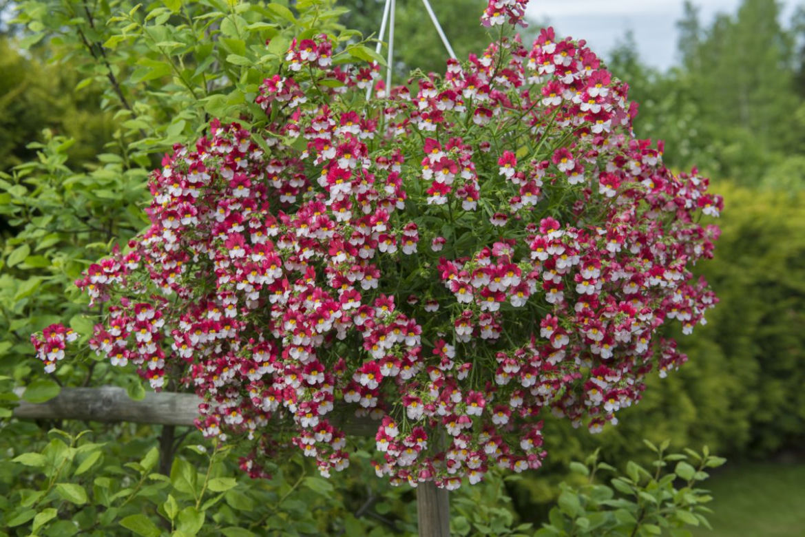 Nemezja