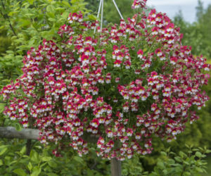 Nemezja