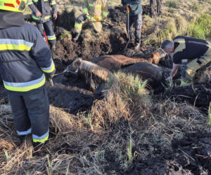 Bagno wciągnęło dwa konie