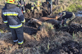 Dwa konie ugrzęzły w głębokim bagnie