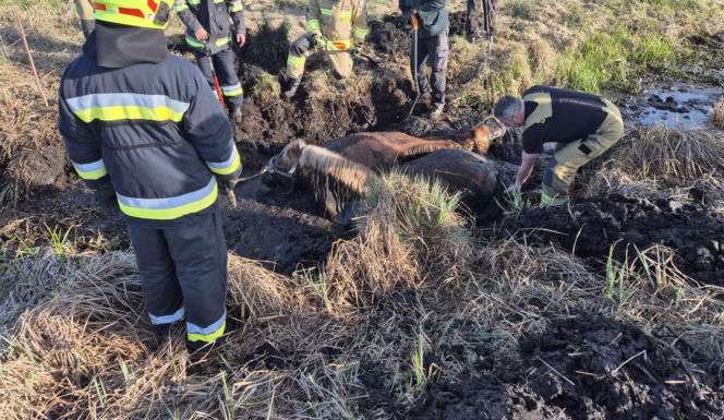 Dwa konie ugrzęzły w głębokim bagnie