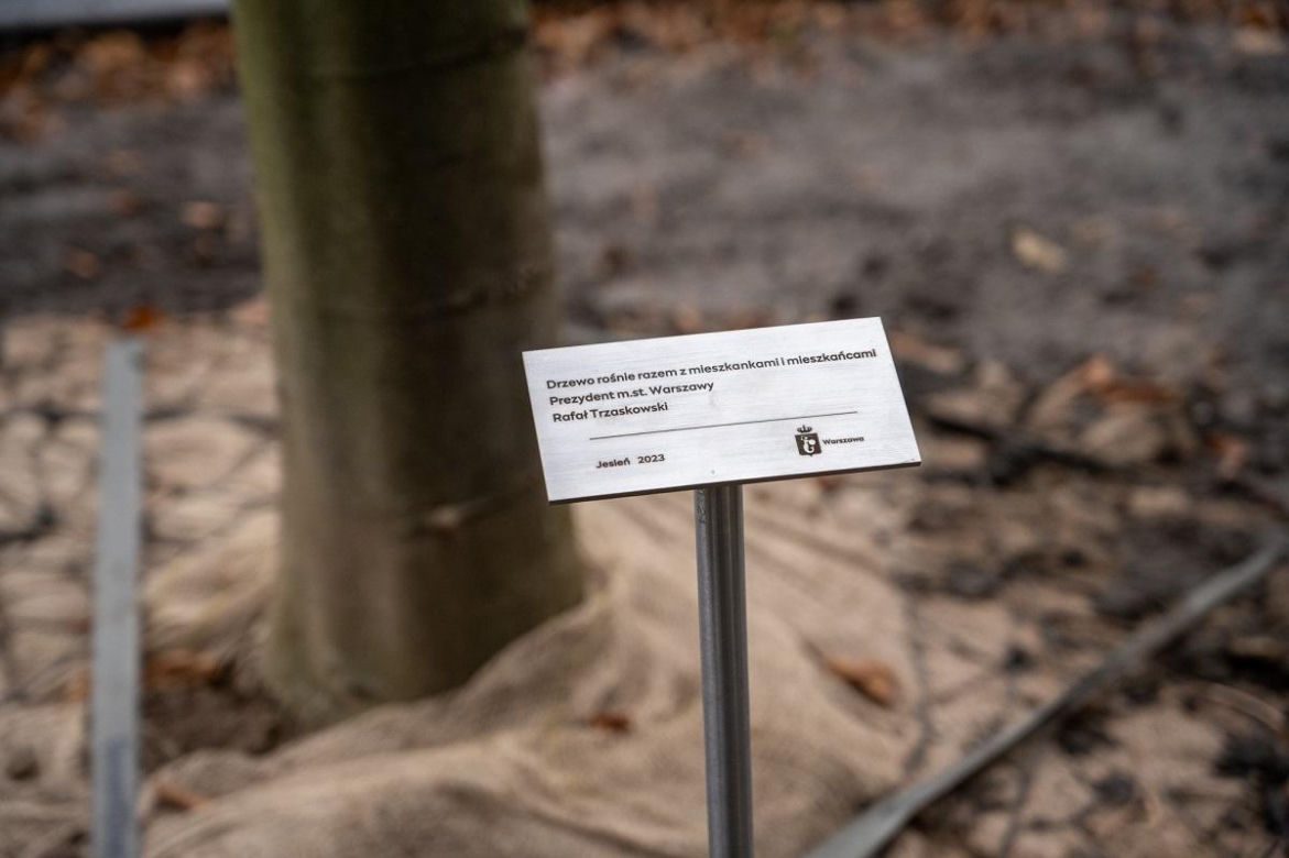 Plac Trzech Krzyży - drzewa mają swoich patronów 