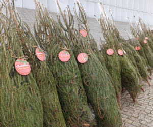 Oddaj krew, w zamian otrzymasz choinkę na święta [GALERIA]