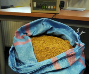 Nielegalny tytoń na posesji w Rzeszowie! Funkcjonariusze zabezpieczyli ponad 136 kilogramów [ZDJĘCIA] 