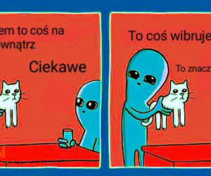 Dzień Kota 2020