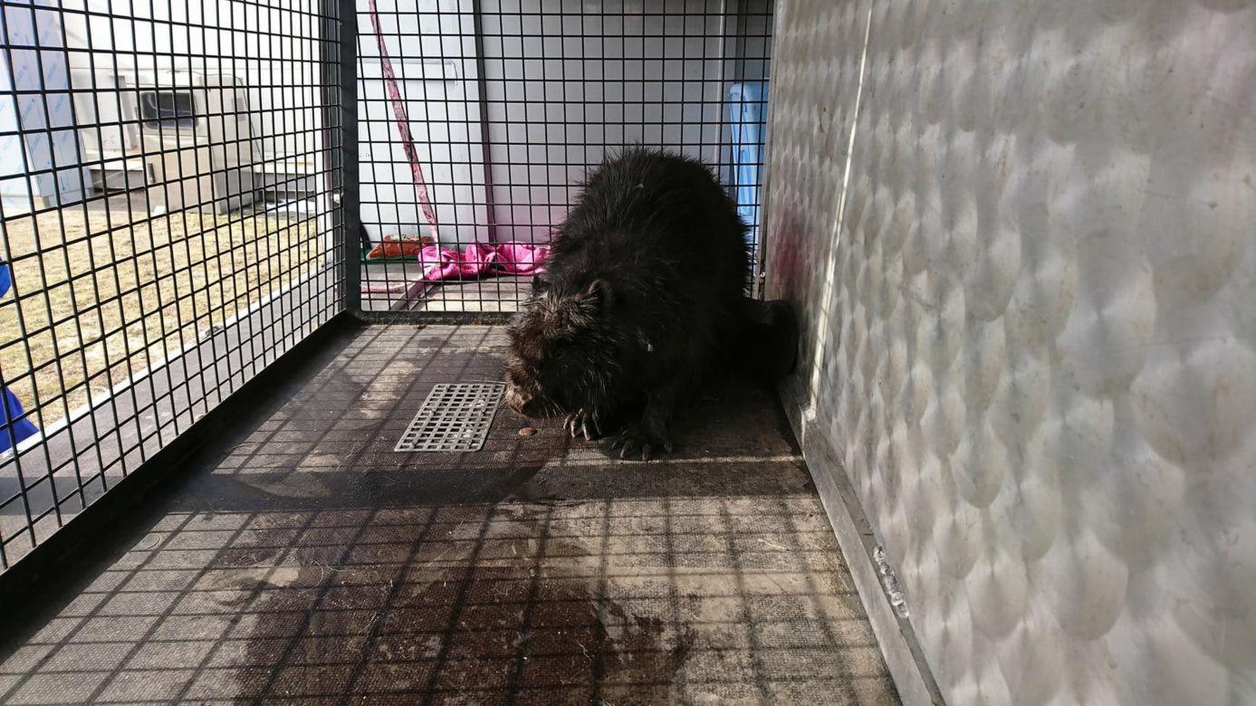 3 Uratowany bóbr