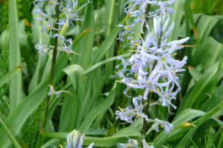 Kamasja Kusika - Camassia cusickii