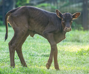 Wrocławskie zoo szuka imienia dla krowy z największymi rogami na świecie
