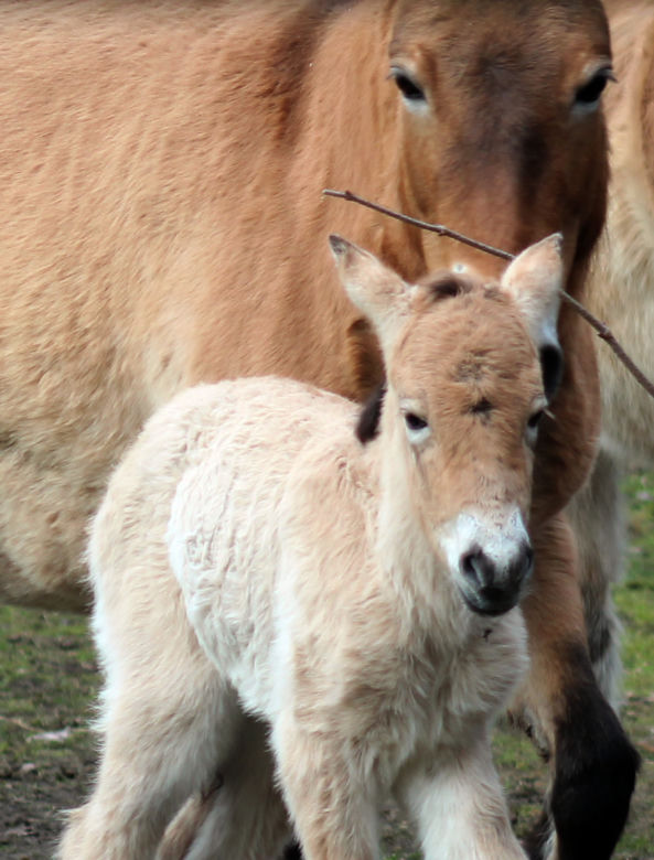 Mały konik Przewalskiego w Warszawskim ZOO